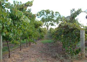 Riesling wine vineyard