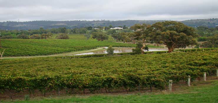 Mocandunda vinyards in Clare Valley