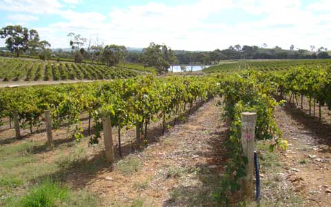 Mocundunda Riesling vineyard